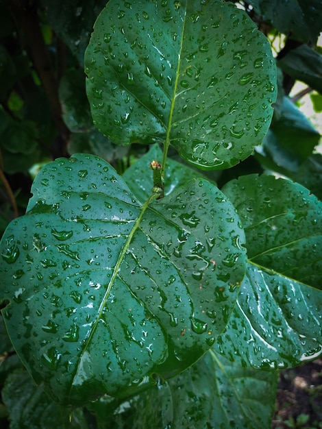 Groen blad met regendruppels