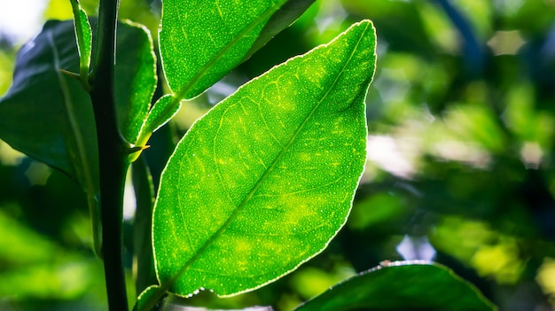 Groen blad met vage schaduw