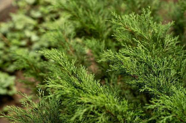 Groen blad met waterdaling op zwarte achtergrond