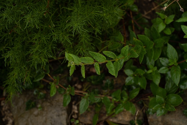 Foto groen blad met waterdaling op zwarte achtergrond