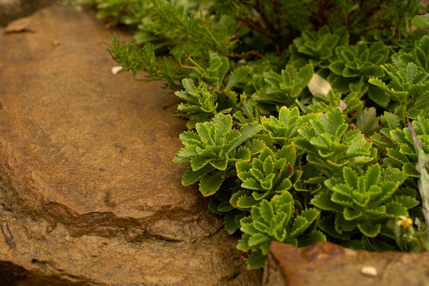 Foto groen blad met waterdaling op zwarte achtergrond