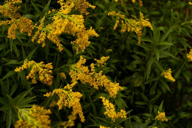 Foto groen blad met waterdaling op zwarte achtergrond