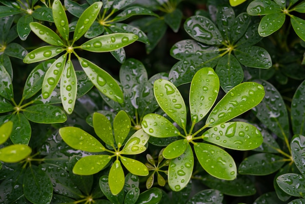 Groen blad met waterdalingen voor achtergrond