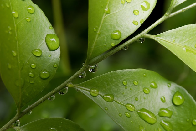 Groen blad met waterdalingen