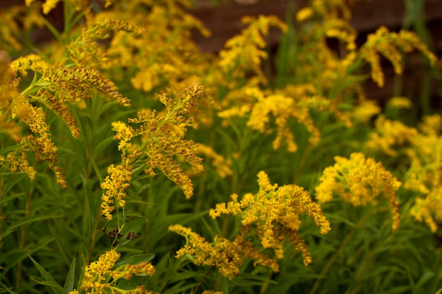 Foto groen blad met waterdruppel