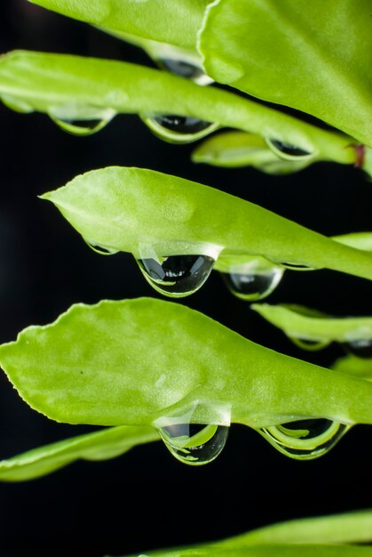 Groen blad met waterdruppels achtergrond