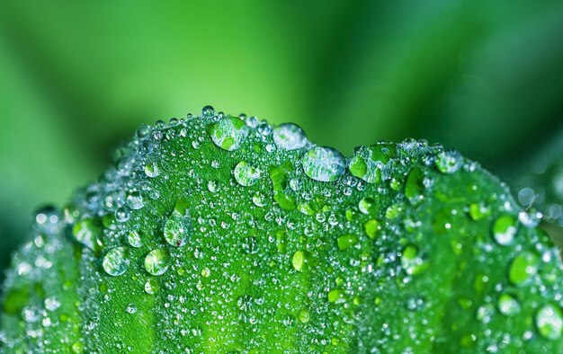 Groen blad met waterdruppels close-up