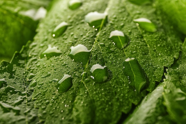 Groen blad met waterdruppels, close-up