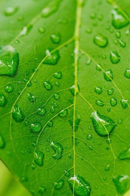 Groen blad met waterdruppels, macro, natuur eco achtergrond