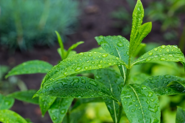 Groen blad met waterdruppels na de regen