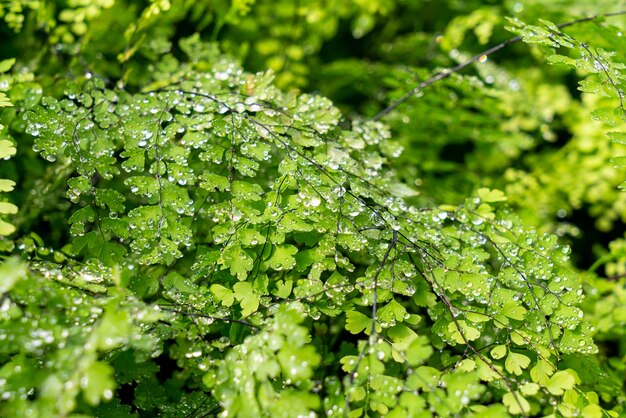 Groen blad met waterdruppels of waterdruppels