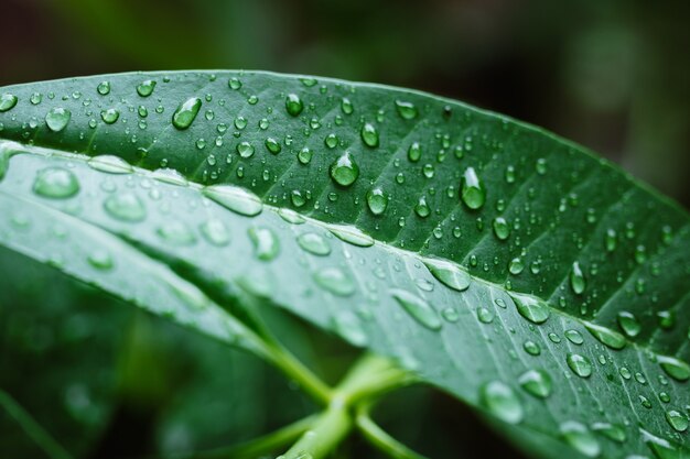 Groen blad met waterdruppels op de achtergrond van het regenseizoen