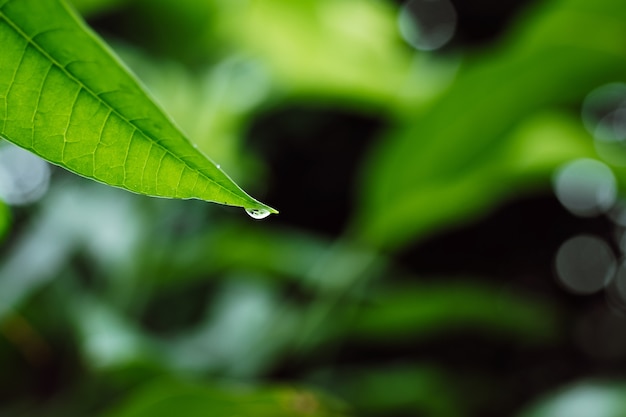 Groen blad met waterdruppels op de achtergrond van het regenseizoen