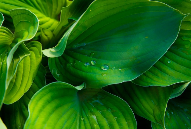 Groen blad met waterdruppels Waardplant Groot