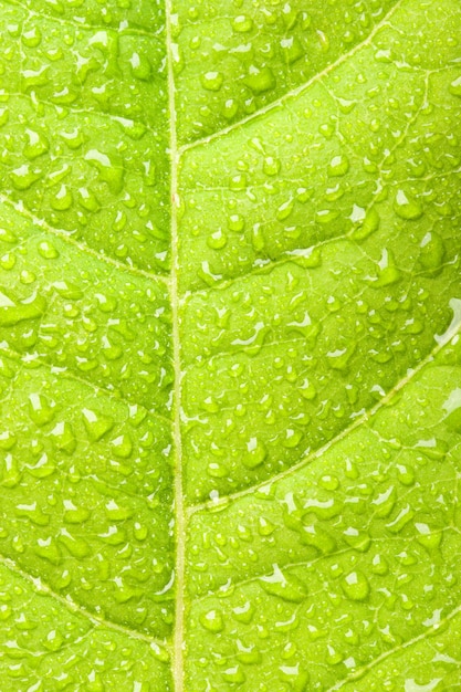 Groen blad met waterdruppeltjes