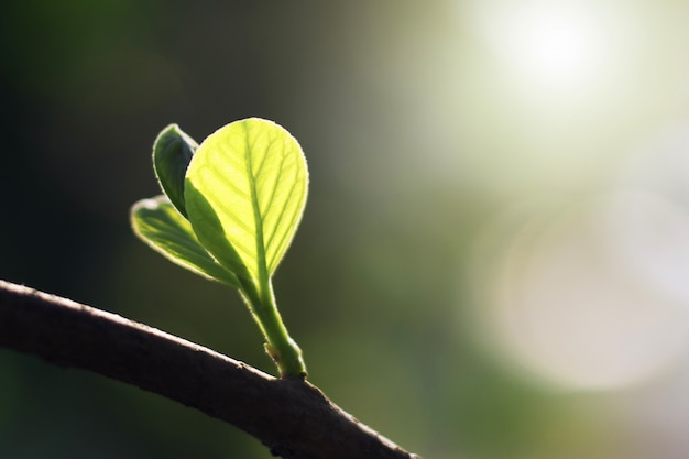 Foto groen blad met zonneschijn in de natuur