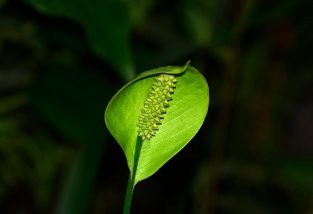 groen blad mooi