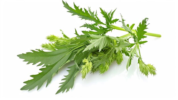 Groen blad Mugwort geïsoleerd op witte achtergrond