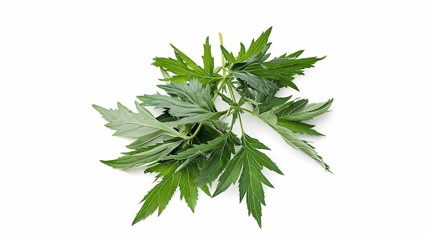 Groen blad Mugwort geïsoleerd op witte achtergrond