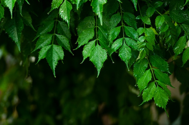 Groen blad na regen achtergrond.