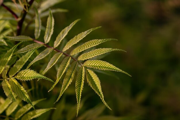 Groen blad op blured achtergrond voor kopie ruimte