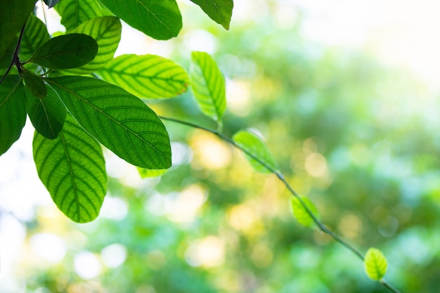 Groen blad op boom en onduidelijk beeldlicht