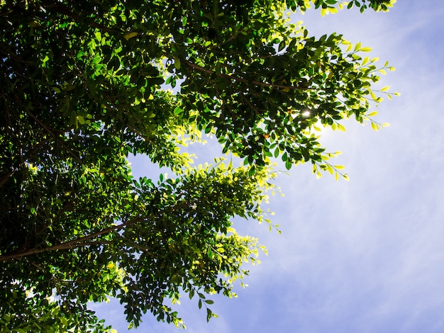 groen blad op boomtak op blauwe hemel in zonnige dag