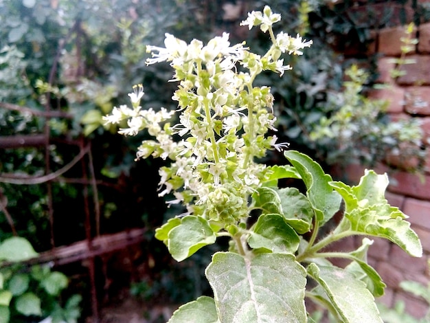 Groen blad op buitenachtergrond