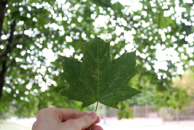 Groen blad op de achtergrond van vage bomen