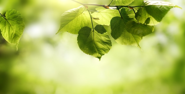 Groen blad op een tak op een wazige groene achtergrond met zonnestraal. Natuurlijke frisse zomergebladerte achtergrond