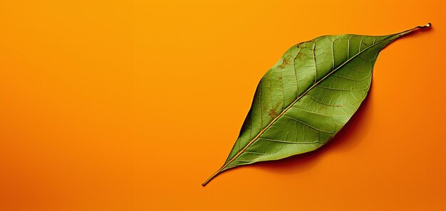 Foto groen blad op een vaste oranje achtergrond met ruimte voor tekst