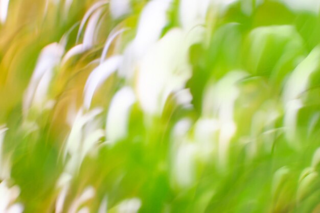 Foto groen blad op een wazige groene achtergrond wazige bladeren aan de boom in de tuin bokeh-bos en zonnevlammen