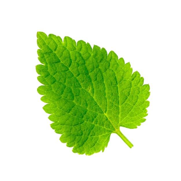 Groen blad op een witte achtergrond