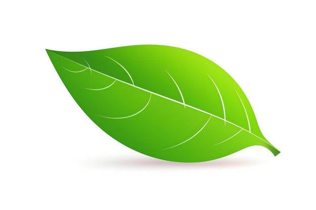 Groen blad op een witte achtergrond