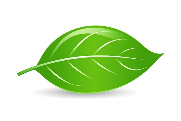 Groen blad op een witte achtergrond