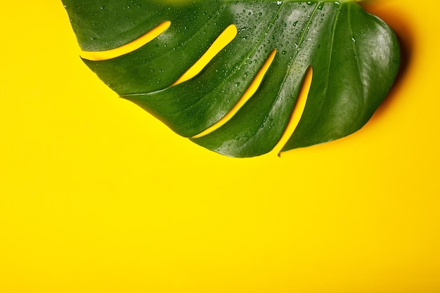 Groen blad op gele achtergrond close-up.