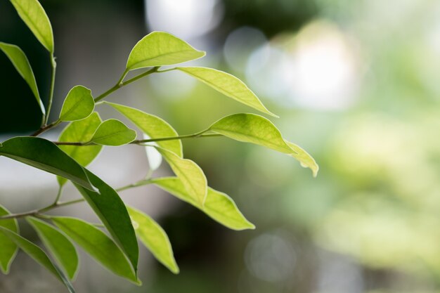 Groen blad op onscherpe achtergrond