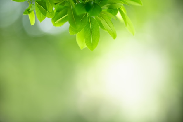 Groen blad op vage groenachtergrond onder zonlicht met bokeh.