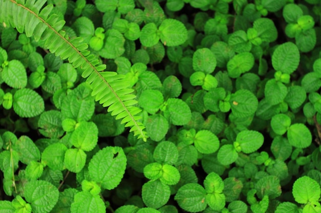 Groen blad op wazige groene bladerenachtergrond