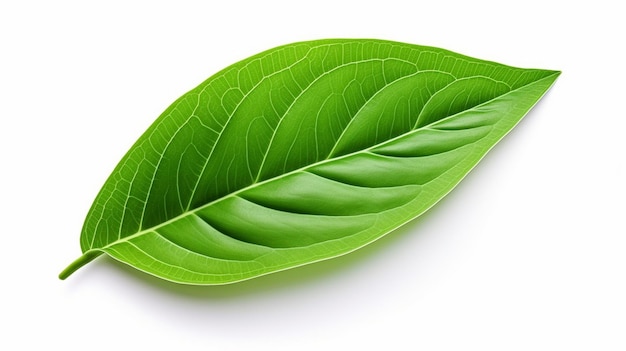 Groen blad op witte achtergrond
