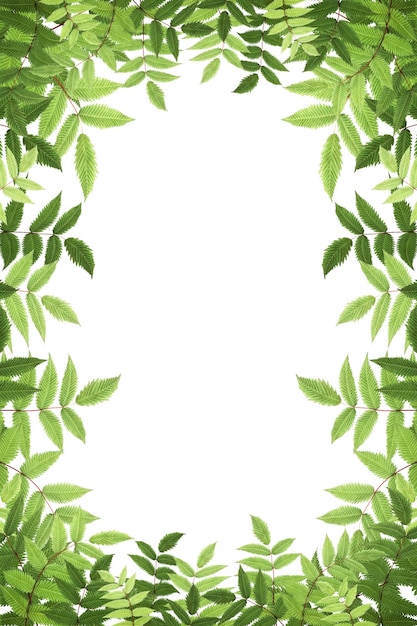 Groen blad png frame sticker doorzichtige achtergrond