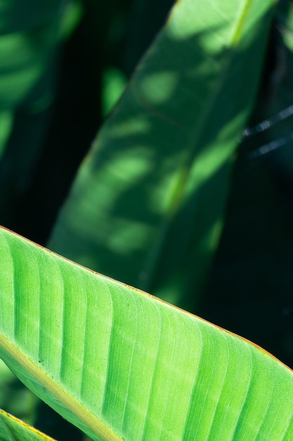 Groen blad textuur achtergrond behang