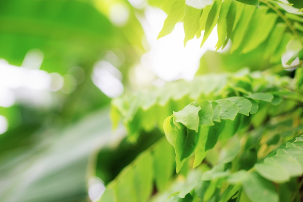 Groen blad van boom met zonlicht.