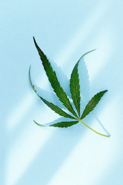 Groen blad van cannabis met schaduw