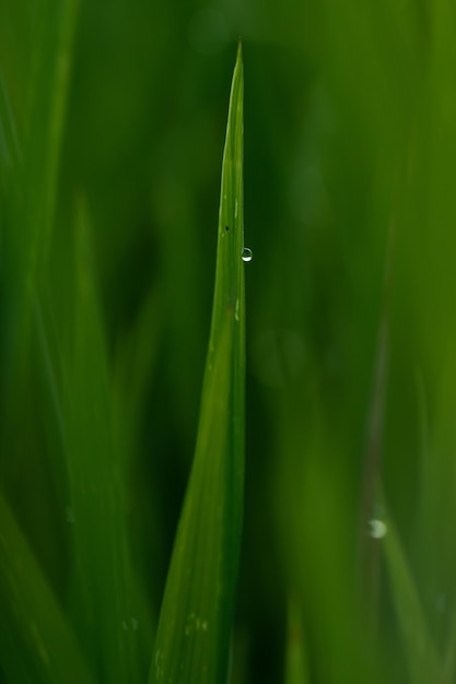 Groen blad van dichtbij