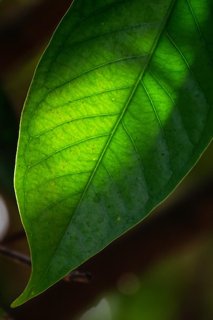 Groen blad van dichtbij