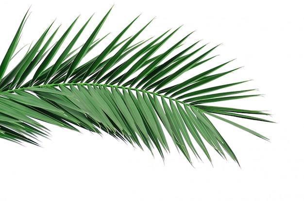 Groen blad van een palmboom. Isoleer op wit