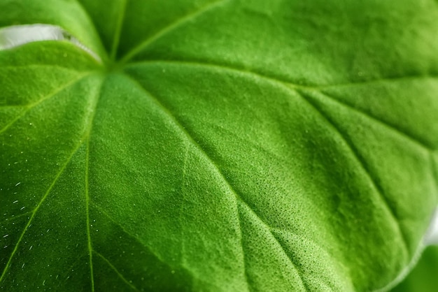 Groen blad van een plant close-up