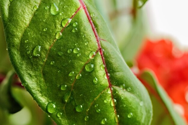 Groen blad van een plant of bloem met waterdruppels van de regen Puur natuur close-up