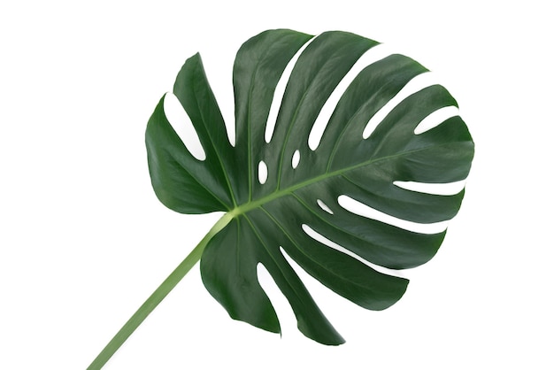 Groen blad van een tropische bloem monstera geïsoleerd op een witte achtergrond zonder schaduwen hoge details